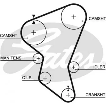 Courroie crantée GATES