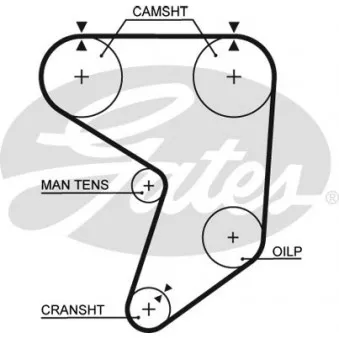 Courroie crantée GATES