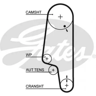 Courroie crantée GATES 5428XS