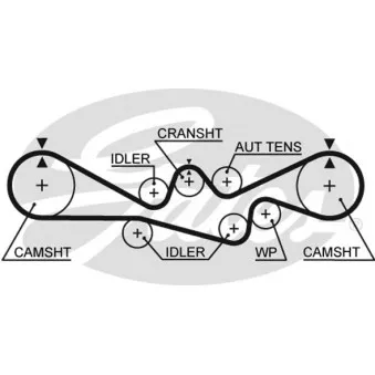 Courroie crantée GATES 5537XS