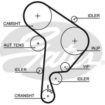 Courroie crantée GATES 5543XS