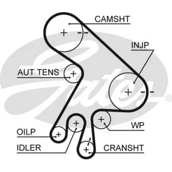 Courroie crantée GATES 5562XS