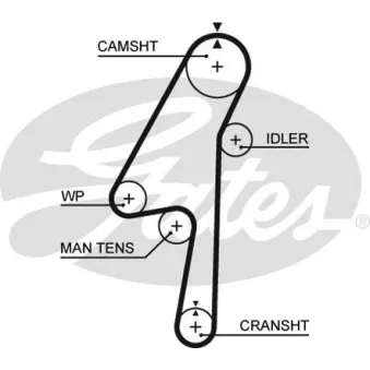 Courroie crantée GATES 5580XS