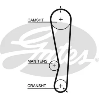 Courroie crantée GATES 5591XS