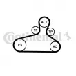 Jeu de courroies trapézoïdales à nervures CONTITECH 6PK1120 EXTRA K1 - Visuel 2