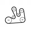 Jeu de courroies trapézoïdales à nervures CONTITECH 6PK1822 EXTRA K1 - Visuel 2