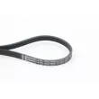 Courroie trapézoïdale à nervures CONTITECH 4PK1022 ELAST - Visuel 1
