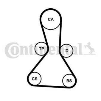 Courroie crantée CONTITECH CT1159