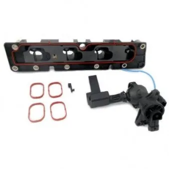 Corps papillon HOFFER