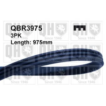 Courroie trapézoïdale à nervures QUINTON HAZELL QBR3975