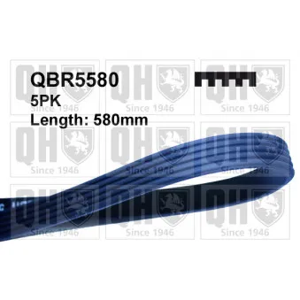 Courroie trapézoïdale à nervures QUINTON HAZELL QBR5580