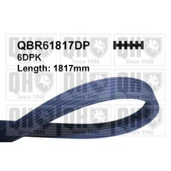 Courroie trapézoïdale à nervures QUINTON HAZELL QBR61817DP