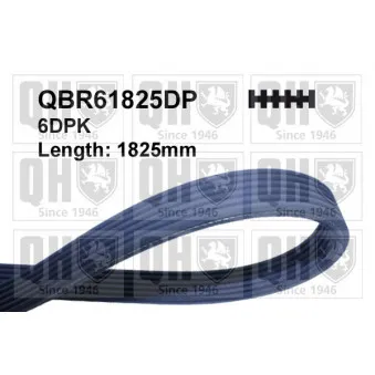 Courroie trapézoïdale à nervures QUINTON HAZELL QBR61825DP
