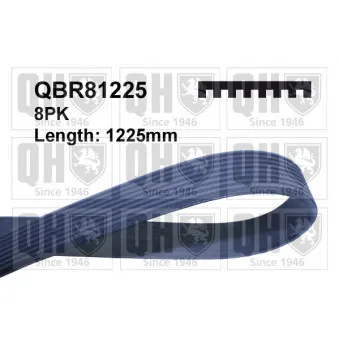 Courroie trapézoïdale à nervures QUINTON HAZELL QBR81225