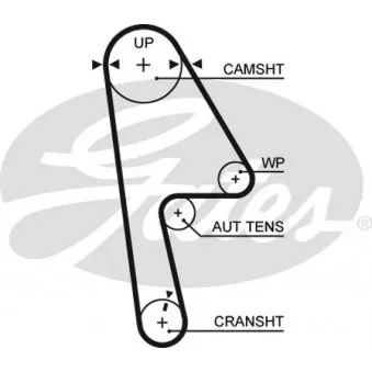 Courroie crantée GATES 5593XS
