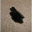 Clip, enjoliveur OE 1610695980 - Visuel 3